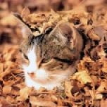 گربه ای سنگر گرفته در برگهای خشک